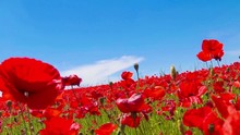 Meadow Of Red Poppies Against Blue Sky In Windy Day