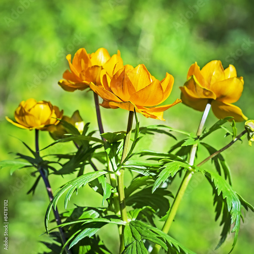 Купальница азиатская Trollius asiaticus