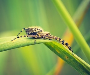 Wall Mural - Cross spider in big close up