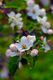 Fototapeta Storczyk - apple tree blossoms