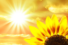 Sunflower Close-up, Sunset Background