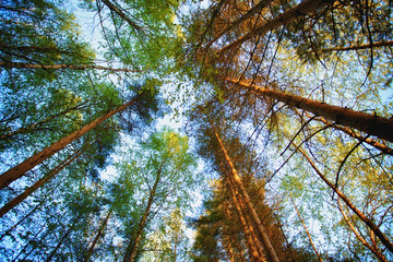 Canvas Print - Pine Forest