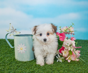 Wall Mural - Spring Time Puppy