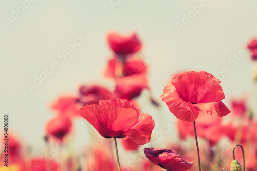 Foto Poppy flowers retro peaceful summer background