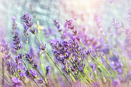 Naklejka - mata magnetyczna na lodówkę Beatiful lavender flower