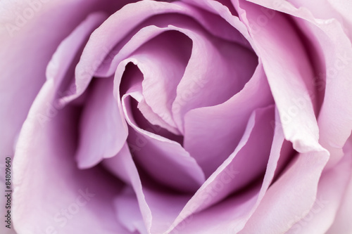 purple-rose