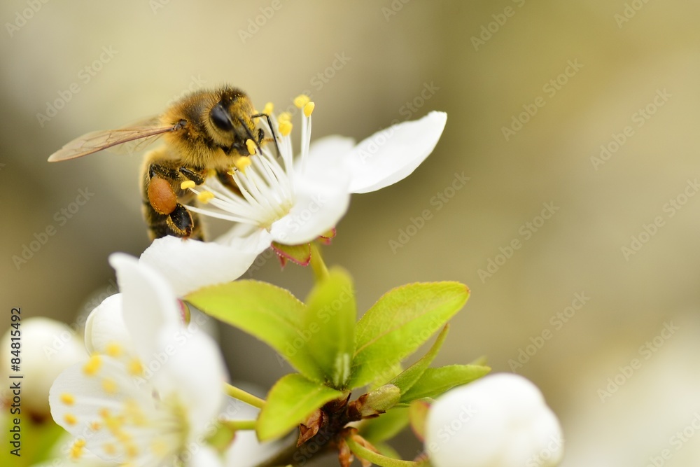 Pszczoła miodna zbierająca nektar z kwiatu wiśni - obrazy, fototapety, plakaty 