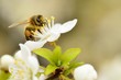 Pszczoła miodna zbierająca nektar z kwiatu wiśni