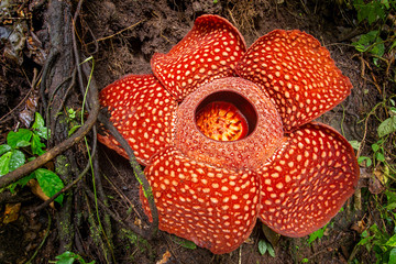 Canvas Print - Rafflesia, the biggest flower in the world , Sumatra, Indonesia