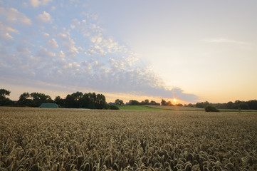 Wall Mural - beautiful sunrise on a field near the village