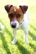 Pies rasy Jack Russell terrier na zielonej trawie w słoneczny dzień