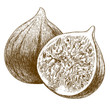 engraving  antique illustration of two figs