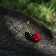 A sweet  cherry on a wooden surface in a sunbeam