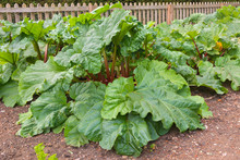 Rhubarb Plants In A Group With Ripening Stalks