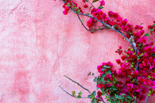 Red Rose Plant Against Pink Wall Background