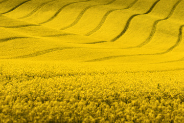 Wall Mural - Yellow rapeseed field with wavy abstract landscape pattern