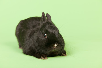 Black rabbit on green background