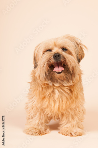 Little Long Haired Dog On Beige Background Buy This Stock Photo