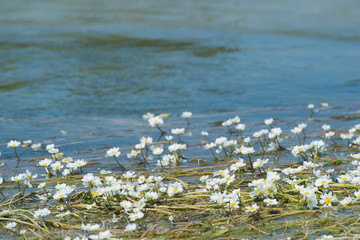 Wall Mural - White flowers in water