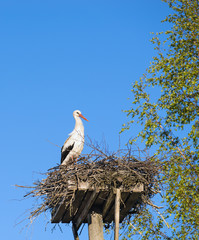 Wall Mural - White Stork (Ciconia ciconia) standing on the nest