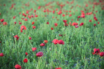 Wall Mural - Wild flowers and poppy on summer meadow