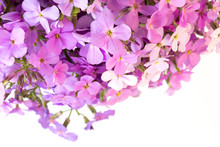 Violet Flowers Night Selective Soft Focus