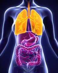 Wall Mural - Human Respiratory System