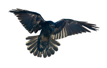Raven In Flight On White Background