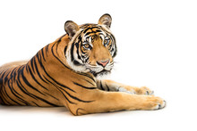 Siberian Tiger Isolated