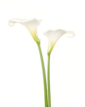 Twee Witte Calla Aronskelk Bloemen Tegen Een Witte Achtergrond