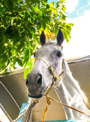 white horse face