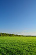 field of green lush grass and forest under clear sky