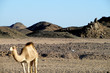 Kamel in der Steinwüste
