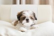 Colored shih tzu puppy on pilow
