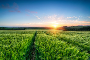 Barley Field Sunset