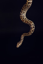 Tiger Python, Black And Yellow, Against Black Background