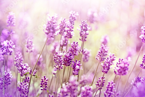 Naklejka na szafę Lavender flowers