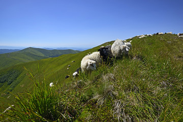 Poster - Herd of Sheep