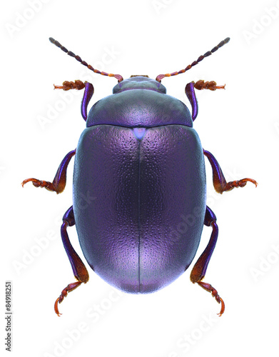 Fotomural Escarabajo Chrysolina Sturmi