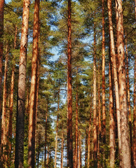 Wall Mural - Pine Tree Forest