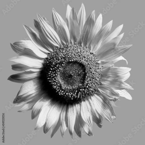 Obraz w ramie Sunflower isolated monochrome