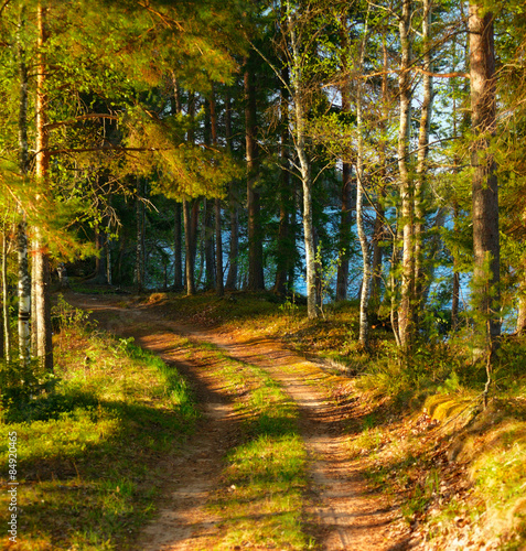 Naklejka na szybę Sunshine in Forest