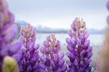 Purple Lupin Flowers Growing By Lake Tekapo In New Zealand 