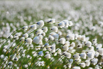 Wall Mural - The plant cotton grass in a strong wind