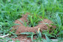 Ants Nest With The Nature
