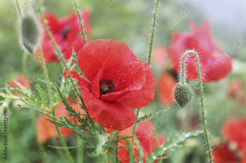 Fototapeta do kuchni mohnblumen nach einem regenguss