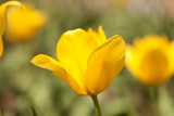 Fototapeta Dmuchawce - Tulip, Flower, Flower Bed.