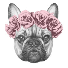 Original Drawing Of French Bulldog With Roses. Isolated On White Background