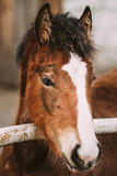 Fototapeta Na ścianę - Close Up Portrait Of Brown Foal