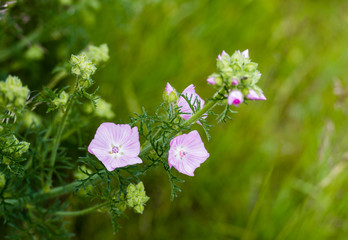 Sticker - Pink blooming Musk Mallow from close